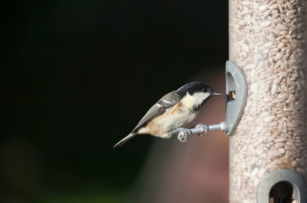 Sunflower Hearts: Attracting Birds to Your Garden